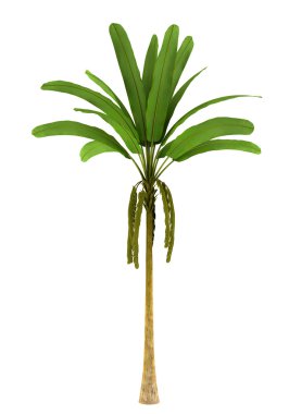 Wild banana palm tree isolated on white background clipart