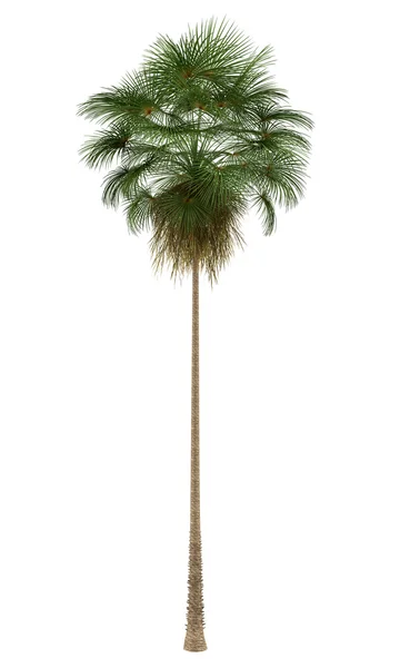 Mexicaanse Fan palmboom geïsoleerd op witte achtergrond — Stockfoto