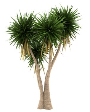 Beyaz arkaplanda yukka palmiyesi