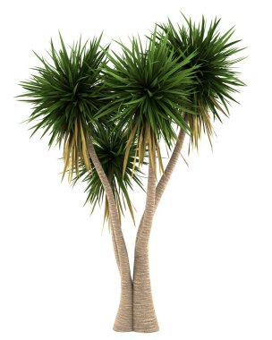 Yucca palm tree isolated on white background clipart