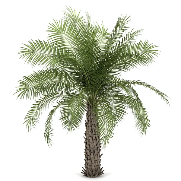 Beyaz arkaplanda izole edilmiş palmiye ağacı — Stok fotoğraf