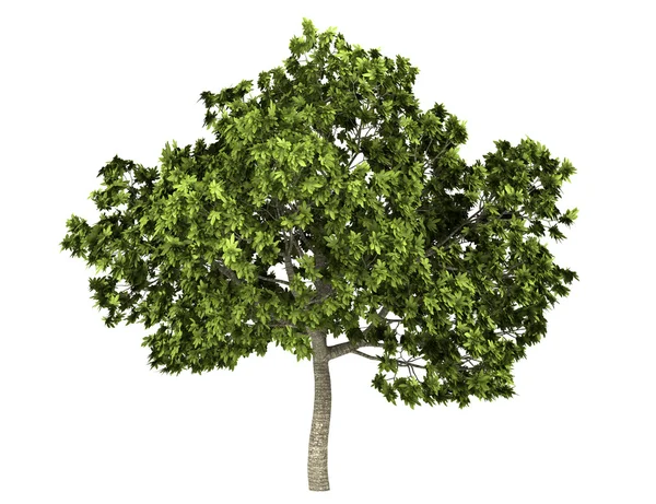 Fig. Árvore comum isolada no fundo branco — Fotografia de Stock
