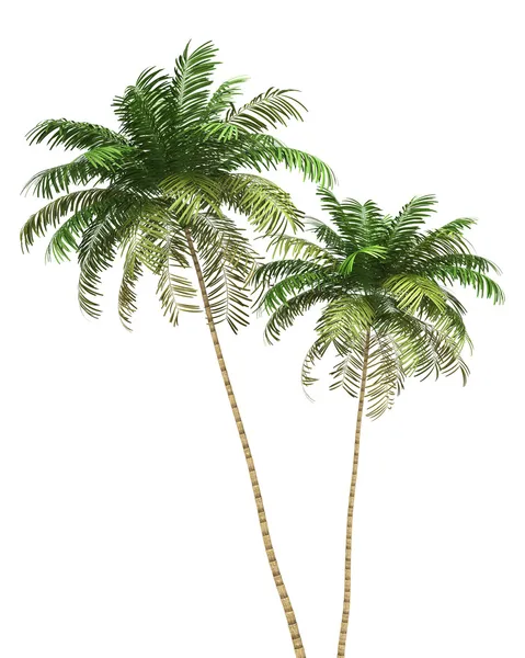Twee areca palmbomen geïsoleerd op witte achtergrond — Stockfoto