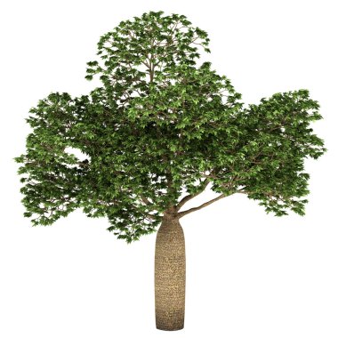 Australian Boab tree isolated on white background clipart