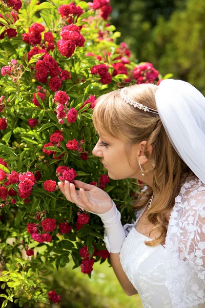 Όμορφη νύφη δίπλα σε ένα θάμνο από τριαντάφυλλα — Φωτογραφία Αρχείου