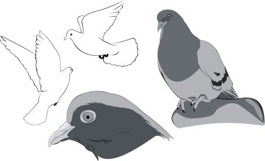 Beyaz güvercinler skeçler
