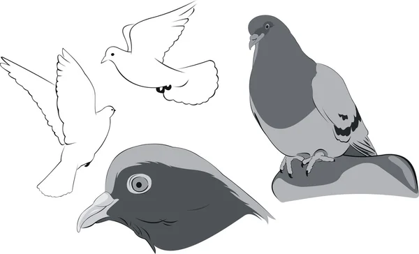 White doves sketches — Stock Vector