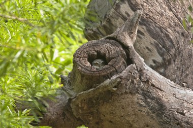 Benekli owlet