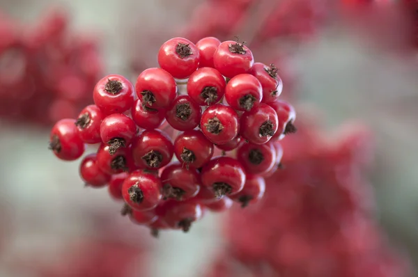 Дикие ягоды — стоковое фото