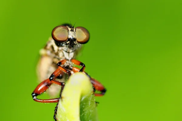 Robber Fly — Stock Photo, Image