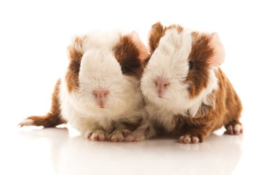 Baby guinea pig clipart