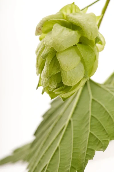 Hop cone and leaves on white background — Stock Photo, Image