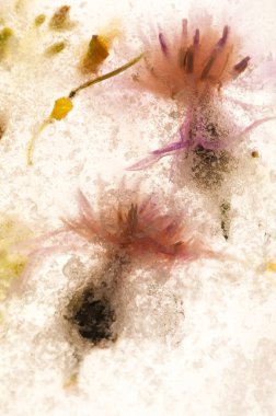 donmuş çiçekler. Ice cube çiçekleri