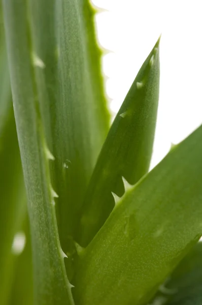 Aloe vera - fitoterapia — Foto Stock