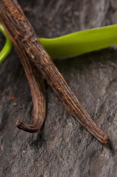 Vanilla Planifolia Vine e vagens de baunilha secas — Fotografia de Stock