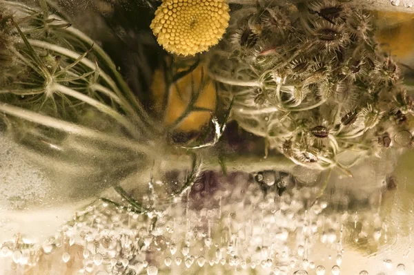Flores congeladas. flores en el cubo de hielo —  Fotos de Stock