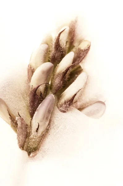 Fiori congelati. fioriture nel cubetto di ghiaccio — Foto Stock