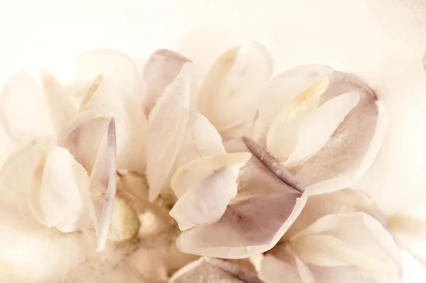 stock image Frozen flowers. blossoms in the ice cube