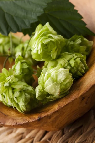 Hop cone and leaves — Stock Photo, Image