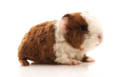 Baby guinea pig clipart