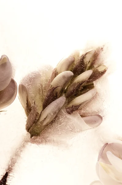 Frozen flowers. blossoms in the ice cube — Stock Photo, Image