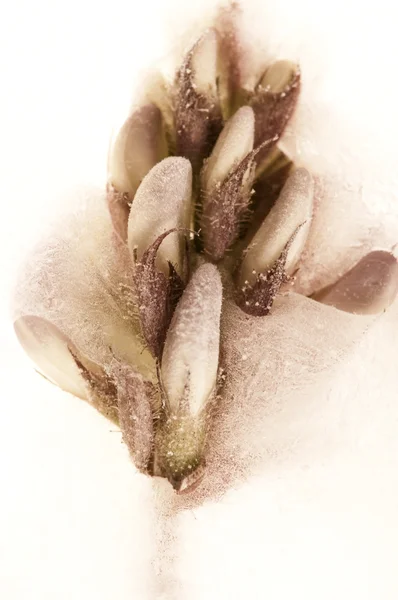 Fagyasztott virágok. virágok a jégkocka — Stock Fotó