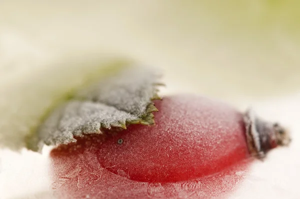 얼어붙은 장미 엉덩이 — 스톡 사진