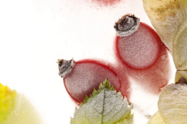 Заморожені плоди шипшини — стокове фото