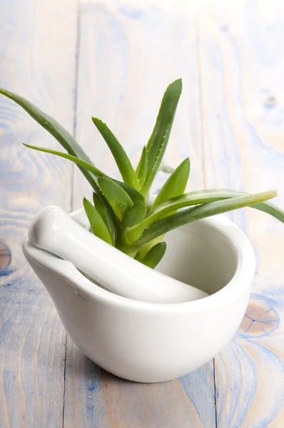 Aloe vera - herbal medicine — Stock Photo, Image