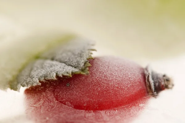 Bevroren rozenbottels — Stockfoto
