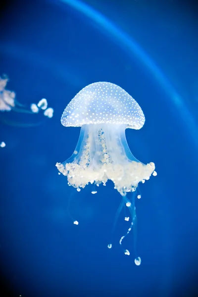 Medúzy v akváriu — Stock fotografie