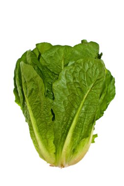 izole marul salatası
