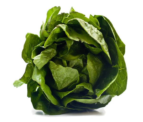 Isolierter Salat — Stockfoto
