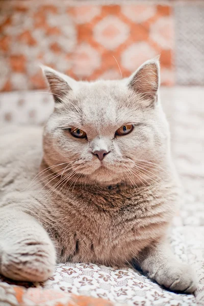 Lila Britse kat — Stockfoto