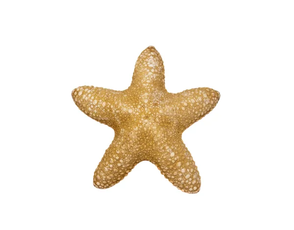 Stock image Starfish