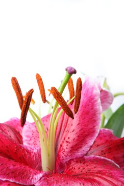 The isoleted red blossom lily clipart