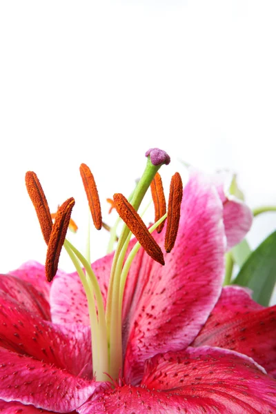 The isoleted red blossom lily — Stock Photo, Image