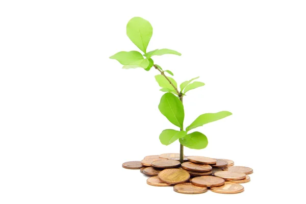 stock image Plant and money