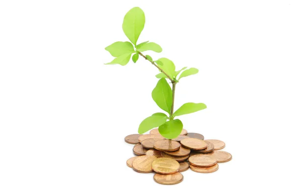 Stock image Plant and money