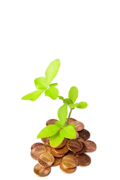 stock image Plant and money