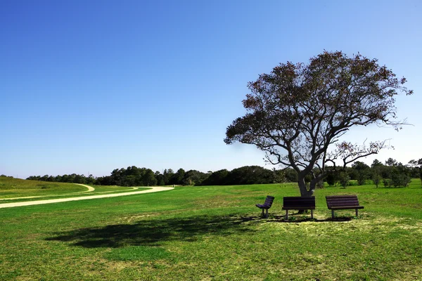 Stock image Country with tree and benches