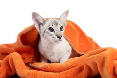 Oriental Blue-point siamese cat clipart