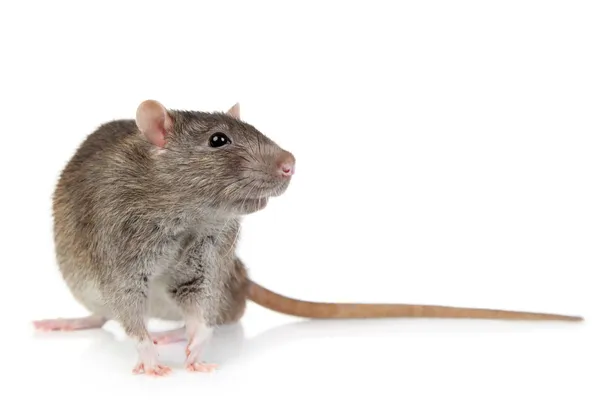 Råtta på vit bakgrund — Stockfoto