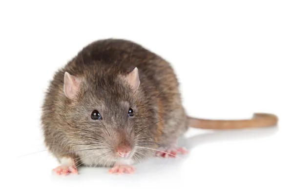 Råtta på vit bakgrund — Stockfoto