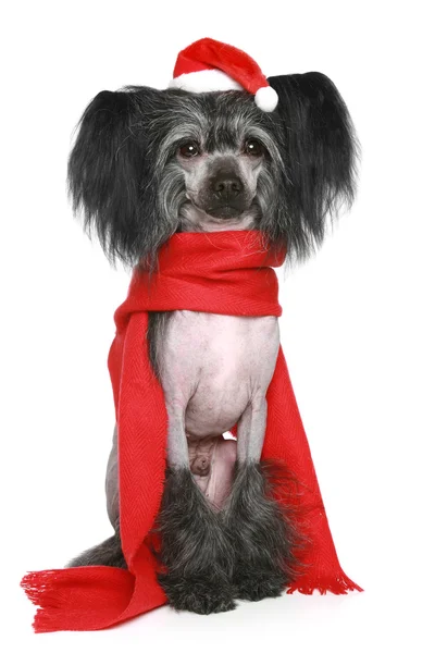 Perro negro con cresta china en bufanda roja — Foto de Stock