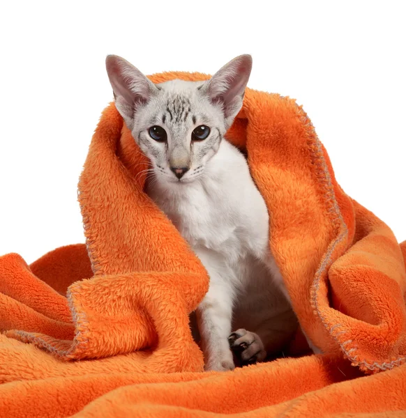 stock image Oriental Blue-point siamese cat