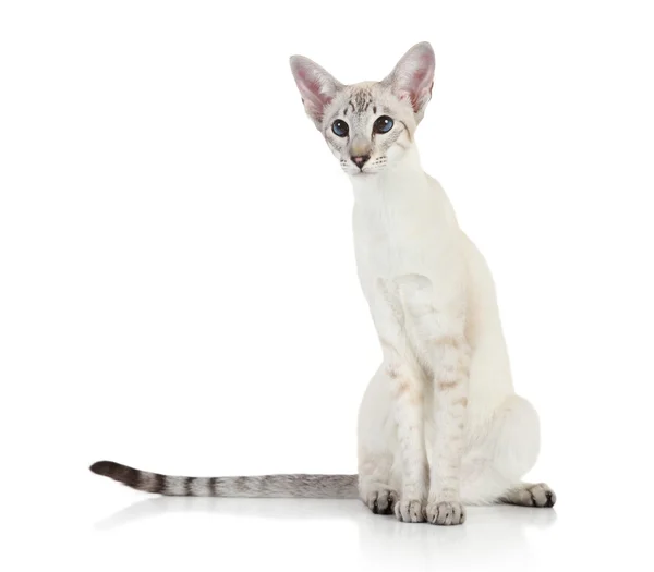 Oriental azul ponto siamês gato — Fotografia de Stock