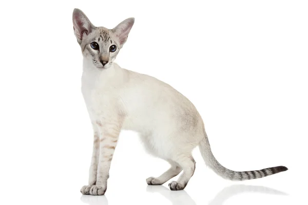 오리엔탈 블루 포인트 샴 고양이 — 스톡 사진