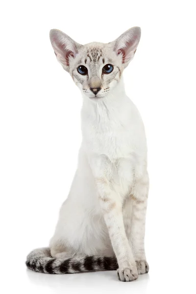 Oriental Blue punto siamés gato — Foto de Stock