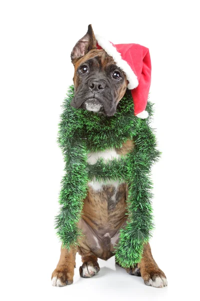 Boxer dog waits for the holiday — Stock Photo, Image